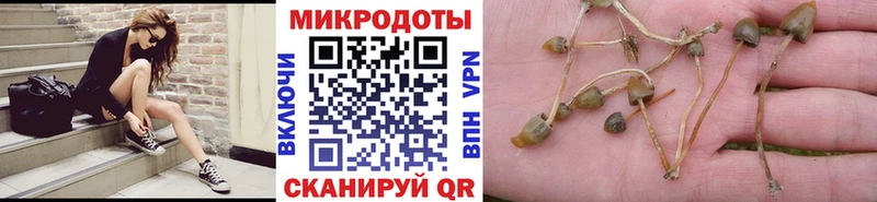 Псилоцибиновые грибы GOLDEN TEACHER  как найти закладки  Шахунья 